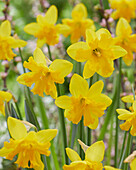 Narcissus Winter Starlet