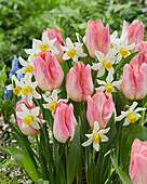 Tulpe (Tulipa) 'Kae Le Queen' und Narzisse (Narcissus) 'Jack Snipe'