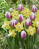 Tulpe (Tulipa) 'Librije', Narzisse (Narcissus) 'Inca'