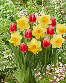 Tulipa Feline, Narcissus Signor