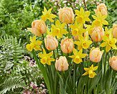 Tulpe (Tulipa) 'Foxy Foxtrot', Narzisse (Narcissus) 'Percuil'