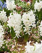 Hyazinthe (Hyacinthus) 'Siberia'