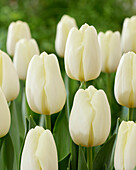 Tulpe (Tulipa) 'Limoncello'