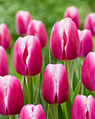 Tulpe (Tulipa) 'Angels Share'