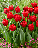 Tulipa Mondiano