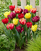 Tulpe (Tulipa) 'Double early mix', Frühblühend, gefüllt, Mischung