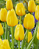 Tulpe (Tulipa) 'Antares'