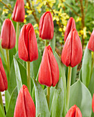 Tulpe (Tulipa) 'Spot On'