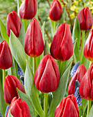 Tulipa Torro