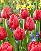 Tulipa Belgravia