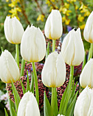 Tulpe (Tulipa) 'Cricko'
