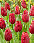 Tulpe (Tulipa) 'Make a Wish'