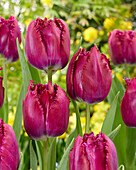 Tulpe (Tulipa) 'Cranberry Thistle'