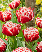 Tulpe (Tulipa) 'Coventry'