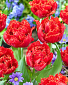 Tulpe (Tulipa) 'Mi Amor'