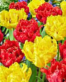 Tulpe (Tulipa) 'Mi Amour', 'Mon Amour'