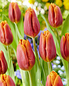 Tulpe (Tulipa) 'Bronze Copper'