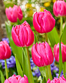 Tulpe (Tulipa) 'Queen Jewel'