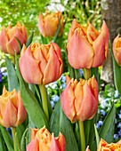 Tulpe (Tulipa) 'Summer Sun'