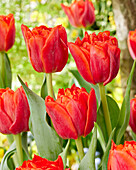 Tulpe (Tulipa) 'Rockabilly'