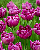 Tulipa Showcase Unique