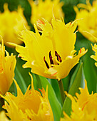 Tulpe (Tulipa) 'Sunny Leo'