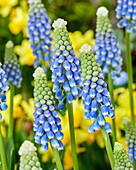 Traubenhyazinthe (Muscari) 'Emmy'