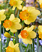 Narzisse (Narcissus) 'Maria Geertruida'