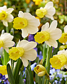 Narzisse (Narcissus) 'Josina Elisabeth'