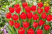 Tulpe (Tulipa) 'Red Magic'