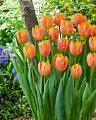 Tulpe (Tulipa) 'Ogene'