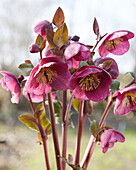 Helleborus Charmer