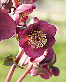 Nieswurz (Helleborus) 'Vibey Velvet'