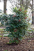 Himmelsbambus (Nandina Domestica)