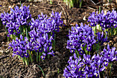 Netzblatt-Schwertlilie (Iris reticulata) 'Harmonie'