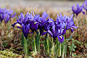 Netzblatt-Schwertlilie (Iris reticulata) 'Harmonie'