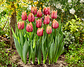 Tulipa Callahan