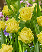 Tulpe (Tulipa) 'Lemon Shoot'