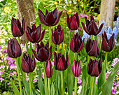Tulpe (Tulipa) 'Hot Chocolate'