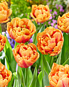 Tulipa Guus Meeuwis