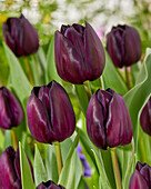 Tulipa Nightmare