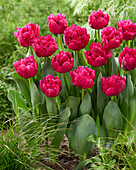 Tulpe (Tulipa) '486-453-05-2204'