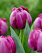 Tulpe (Tulipa) '486-589-05-2201'