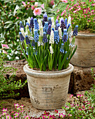 Muscari mix