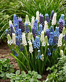 Muscari mix