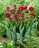 Tulipa 486-453-05-1133