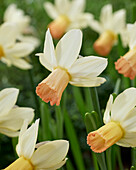Narzisse (Narcissus) 'Carice'