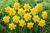 Narzisse (Narcissus) 'Yellow Paradise'