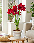 Hippeastrum (Ritterstern) 'Red Pearl'