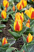 Tulpe (Tulipa) 'Bonbini'